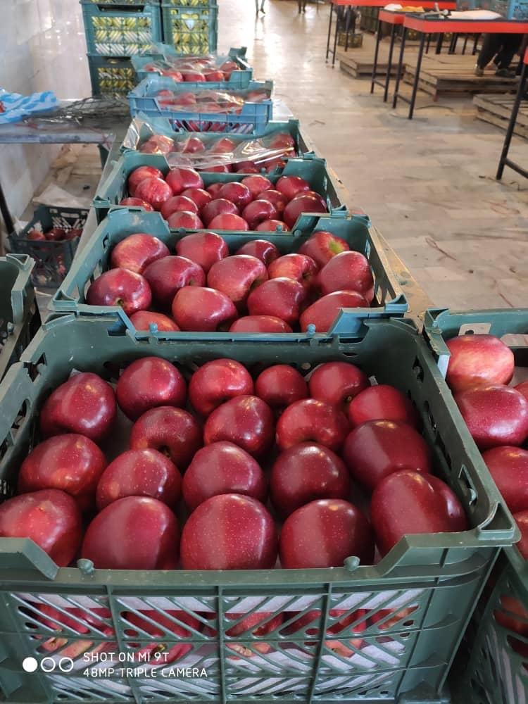 Iranian Apple